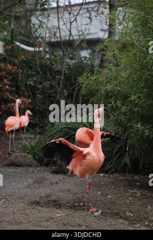 The pink flamingo, located in the park, spread its wings. Stock Photo