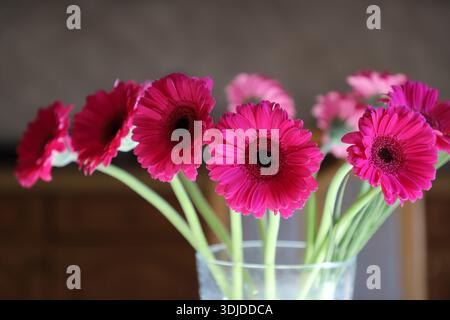 Several vibrant pink (magenta) Gerbera daisies in a glass vase. Stock Photo