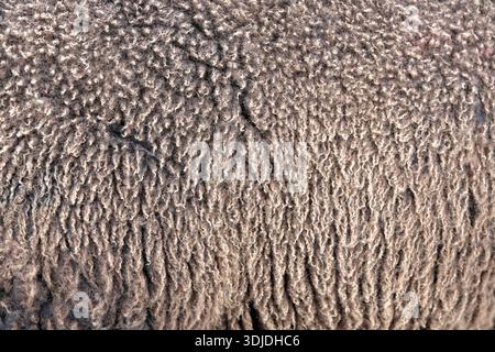 Macro full frame detail of the natural texture of thick, curly sheep wool from a farm in Ireland Stock Photo