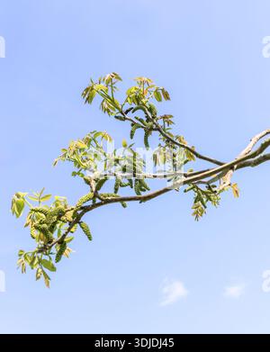 Black walnut (Juglans nigra) catkins are the tree's drooping, green, male flower clusters that emerge in spring alongside new leaves, England, UK Stock Photo