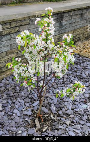 The White flowers or blossom of a Malus Hillieri or Hillieri Crab Apple tree in spring, England, UK Stock Photo