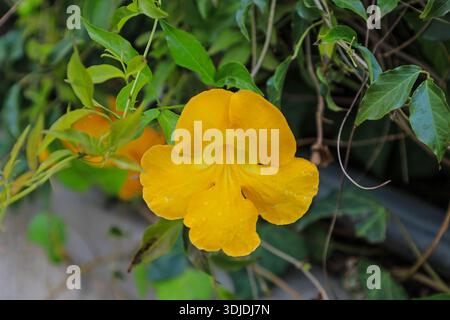 The vivid yellow flowers of Dolichandra unguis-cati, commonly known as cat's claw creeper, funnel creeper, or cat's claw trumpet, Sicily, Italy Stock Photo