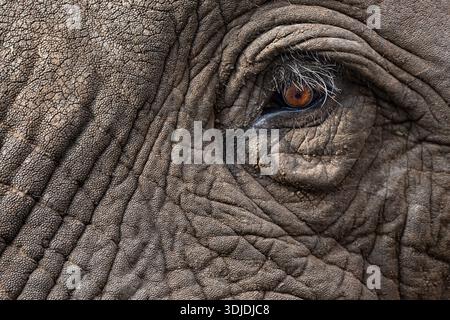 Elephant (Loxodonta africana) eye, Zimanga private game reserve, South Africa Stock Photo
