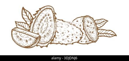 Soursop guanabana composition with whole and half fruits, slices and leaves. Tropical fruit in vintage linear style. Ink drawn vector illustration iso Stock Vector