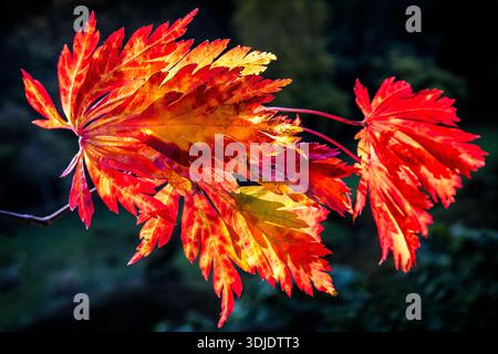 CLOSE UP OF A SPRAY OF COLOURFUL RED AND YELLOW ACER  LEAVES IN AUTUMN AGAINST  A DARK  GREEN BACKGROUND FOR COPY. Stock Photo