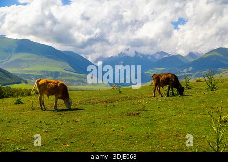 Two young male calves peacefully graze in a lush green pasture. Scenic mountain landscape and cloudy sky enhance the serene atmosphere. Stock Photo