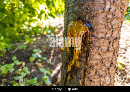 cherry tree trunk displays vibrant sap oozing from textured bark under sunny daylight. Foliage surrounds the scene, emphasizing natural beauty and organic detail. Stock Photo