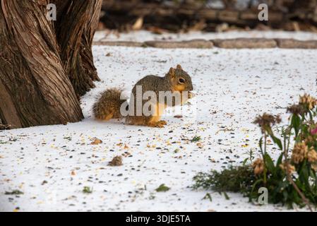 Fox squirrel foraging in snow in Texas Stock Photo