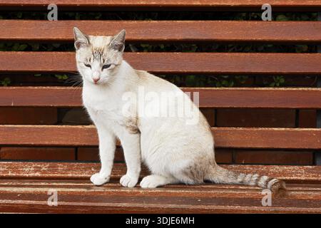 Cat sitting on a park bench, Marrakech, Morocco Stock Photo