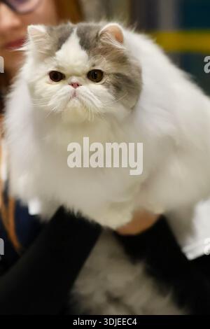 close-up portrait of the beautiful bi-color persian cat Stock Photo