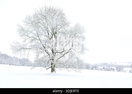 A tree covered in Snow in Helmsley, North Yorkshire Stock Photo