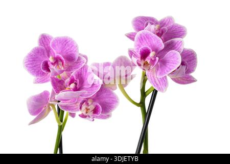 Pink orchids flowers isolated on white background Stock Photo