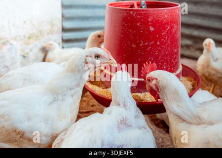 White chickens consuming feed from a red plastic feeder in a poultry farm Stock Photo