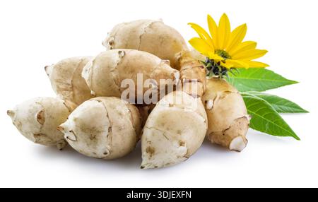 Freshly harvested Jerusalem artichoke (sunchoke) tubers with a yellow flower and green leaves, isolated on a white background. This unique, healthy ro Stock Photo