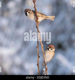 Two Tree Sparrows (Passer Montanus) Perching on Plant Stems During Winter Stock Photo