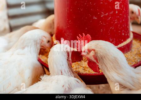 White chickens consuming feed from a red automatic feeder in a chicken coop Stock Photo