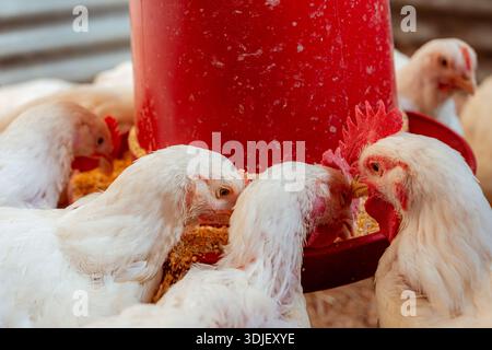 White chickens consuming corn feed from a red automatic feeder in a poultry farm Stock Photo