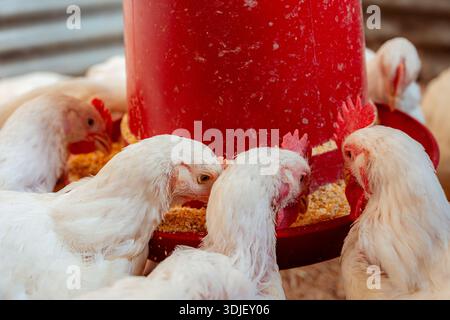 White chickens consuming feed from a red automatic feeder on a farm Stock Photo