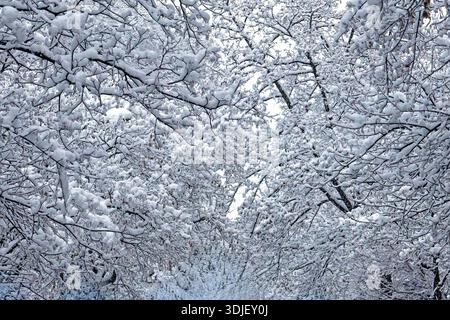 Tree branches covered with heavy snow during blizzard in winter season Stock Photo