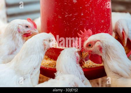 White chickens consuming feed from a red dispenser on a commercial livestock farm Stock Photo