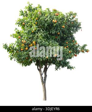 Tangerine tree with ripe orange tangerines isolated on white background. File contains clipping path. Stock Photo