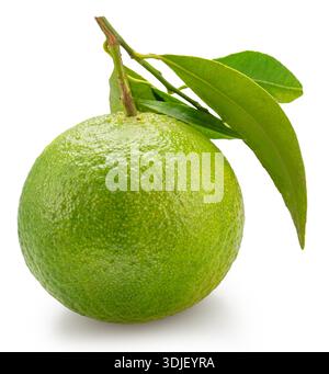 Green tangerine with leaves isolated on white background. File contains clipping paths. Stock Photo