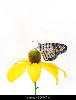 Monarch butterfly on yellow flower Stock Photo - Alamy