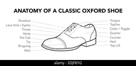 Oxford shoe anatomy diagram line. Shoelace, lace hole and toe cap construction for training, branding project and documentation. Technical fashion illustration CAD mockup mixed vector women men unisex Stock Vector
