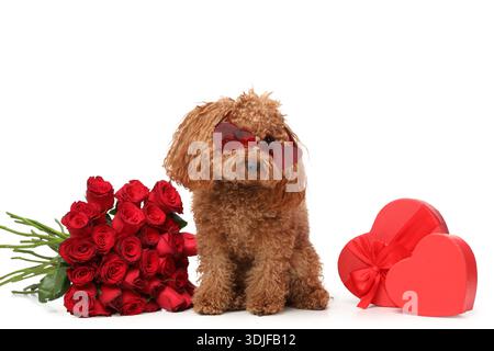 red rose dog toy YOULY Rose Plush Rope Dog Toy, Large