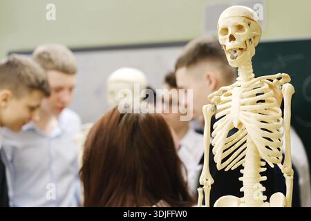 Skeleton model stands prominently in classroom as students gather around, actively participating in biology lesson, enhancing understanding of human a Stock Photo