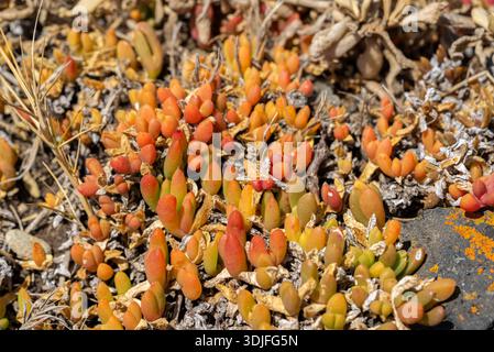 A dense cluster of vibrant orange, red, and yellow-green succulent plants growing closely on dry ground amidst small rocks and dead vegetation. Stock Photo