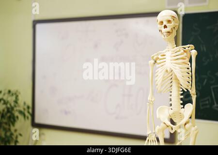 Anatomical skeleton model stands in classroom, with educational materials and chalkboard in background, creating an engaging atmosphere for biology le Stock Photo