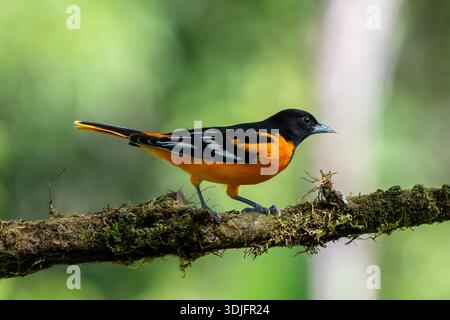 SAN GERARDO, SAN JOSÉ PROVINCE, COSTA RICA: A male baltimore oriole (Icterus galbula) perches in a tree in the rainforest at San Gerardo´s Birds. Stock Photo