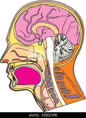 Human Head Anatomy Diagram with Brain and Internal Organs – Medical ...