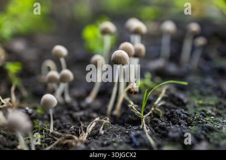 Partially shaded large group of tiny Ink cap mushrooms Coprinellus disseminatus growing among moss on a rotting log in a forest Stock Photo