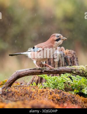 Jay [ Garrulus glandarius ] on a mossy log in the rain Stock Photo