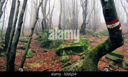 A red and white trail marker painted on a twisted beech tree trunk in a foggy Italian forest, featuring moss-covered rocks. Stock Photo