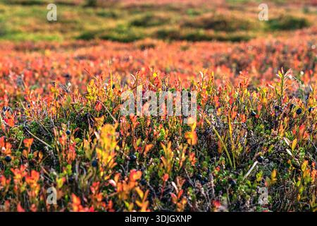 Blueberry bush foliage displaying vibrant autumn colors with ripe, dark berries on the ground, creating a rich texture in the remote Scandinavian wild Stock Photo