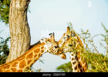 A close-up shot of giraffes in Murchison Falls National Park, Uganda, highlighting their striking patterns. Photo by Matthias Mugisha. Snap Uganda Stock Photo