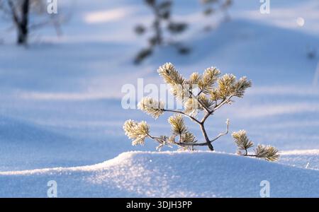 Close-up of a small frozen pine tree covered with hoarfrost in winter Stock Photo