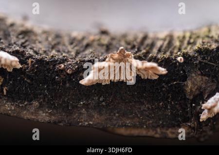 Detailed close up of tiny wild fungus with intricate gills textures growing on damp dark wood bark in a tropical garden after rain. Stock Photo