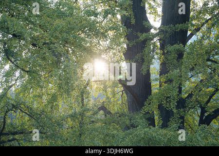 Sunlight shines through green leaves and large tree trunks in China's Hubei province, creating a peaceful forest scene. Stock Photo