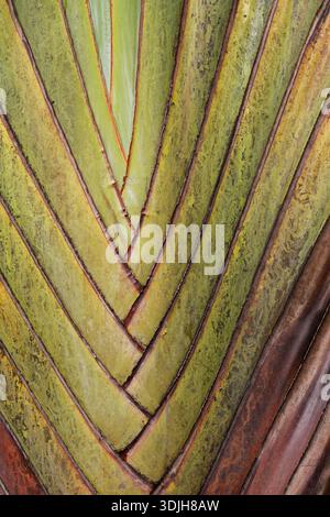 Travellers Palm leaf patterns in mauritius Stock Photo