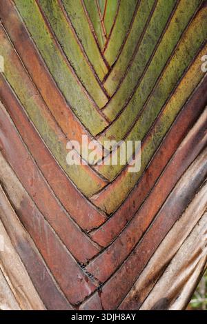 Travellers Palm leaf patterns in mauritius Stock Photo