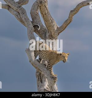 View of a leopard perched high in the stark, white branches of a weathered tree against the pale blue sky, its spotted coat a striking contrast, MASA Stock Photo