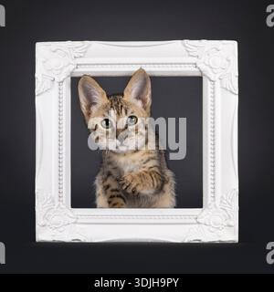 Beautiful young Savannah cat kitten, sitting with head through photo frame. Looking straight to camera with green eyes. One paw up showing nails. Isol Stock Photo