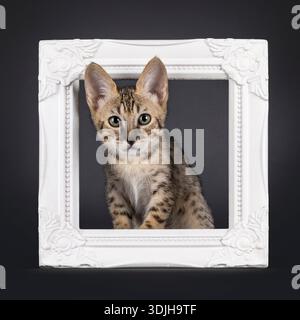 Beautiful young Savannah cat kitten, sitting with head through photo frame. Looking straight to camera with green eyes. Isolated on a black background Stock Photo