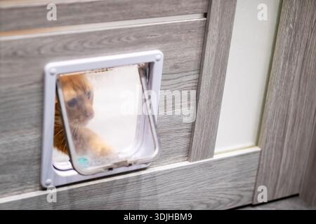 Ginger cat peeking through door flap, inquisitive gaze through small plastic panel in weathered grey wooden door, soft Stock Photo