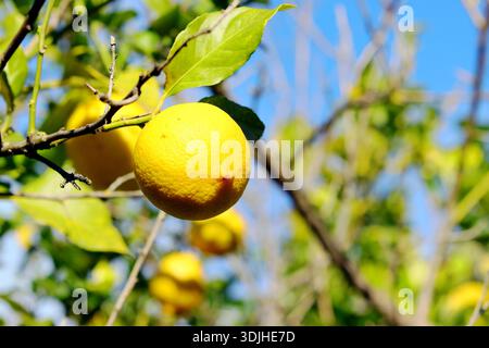 Photos of orange trees with ripe, green oranges and blossoms on the same tree. Stock Photo