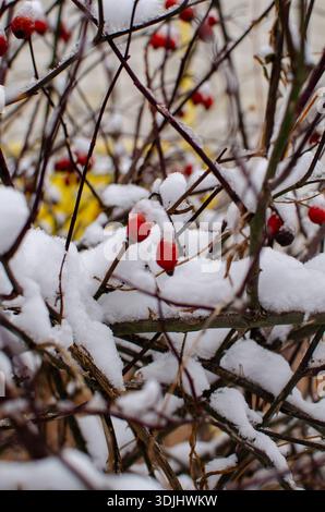 Winter Rose Hips: Red Berries on Snowy Branches, a Seasonal Delight Stock Photo